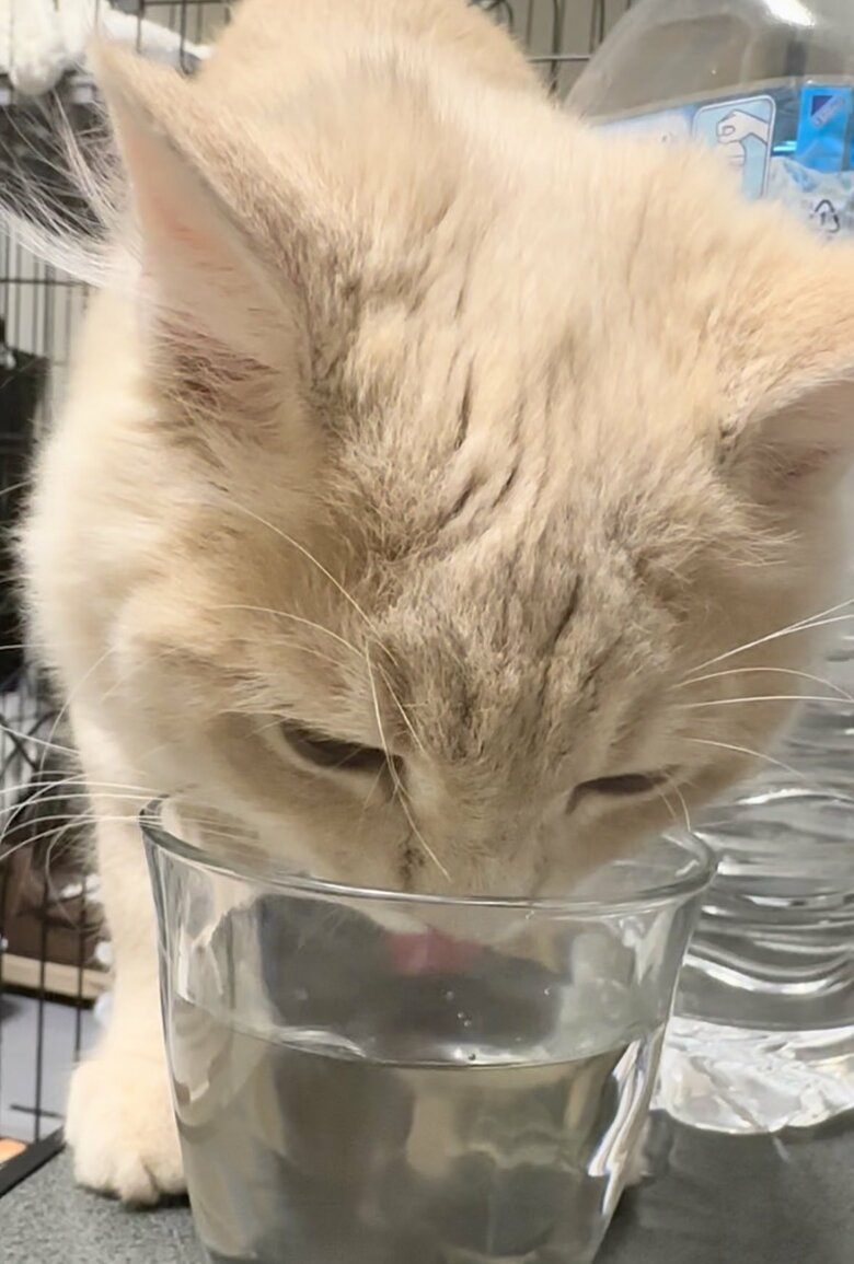 人間用のグラスで水を飲むのがお気に入り