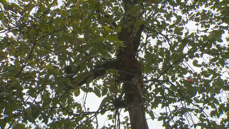 クマが登っていた柿の木