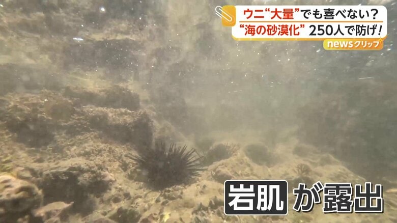 海の中は海藻の姿がほぼ見られず岩肌が露出していた