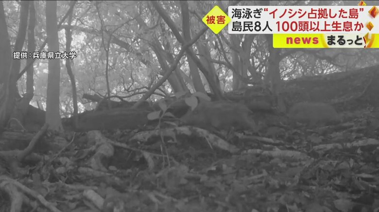 センサーカメラが捉えたイノシシ