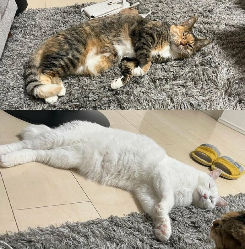 寝ている姿も似ているという