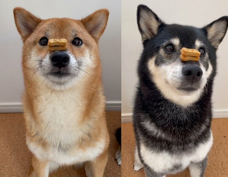 鼻パクに挑戦　クッキーを2枚のせる