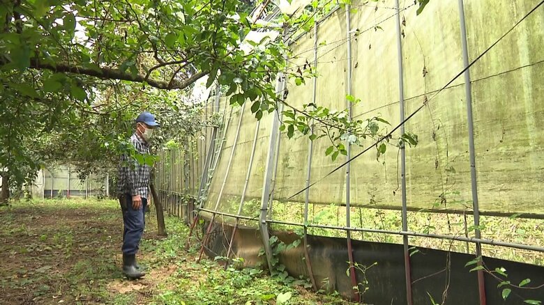 大雨で被害を受けた農園