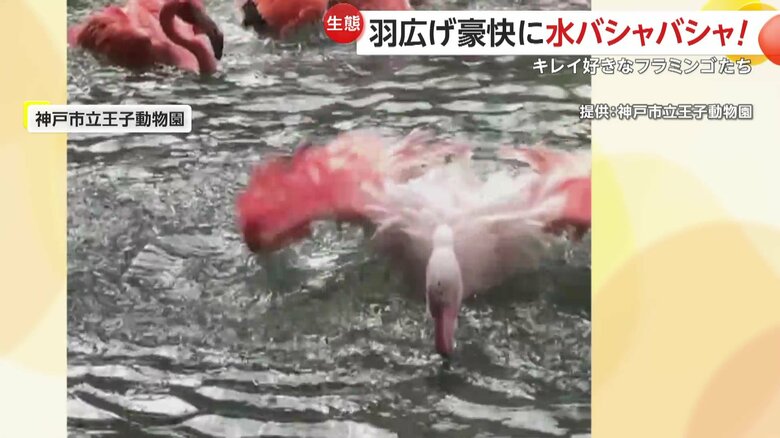豪快に羽を水面に打ちつけ、バシャバシャと一斉に水浴びをするフラミンゴたち（兵庫・神戸市の神戸市立王子動物園）