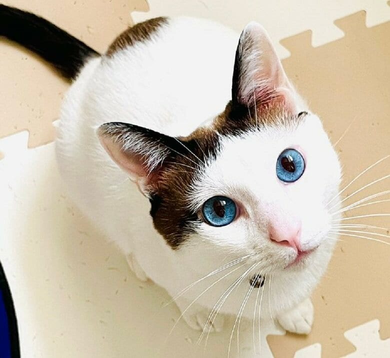 つくねくん（提供：つくね＆ひまりさん）