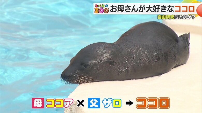 カリフォルニアアシカの赤ちゃんの「ココロ」ちゃん