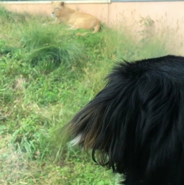 動物園でライオンを見た時
