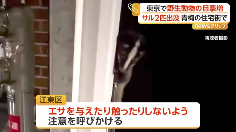 撮影者のほうをうかがうハクビシン