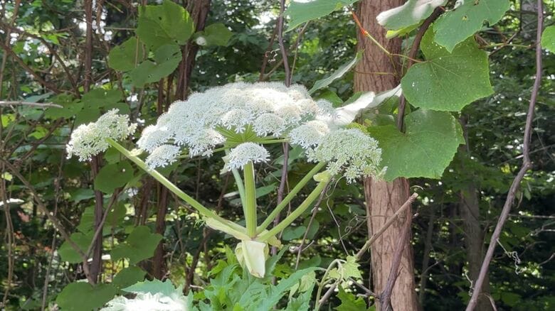 国内未発見「バイカルハナウド」の可能性がある植物
