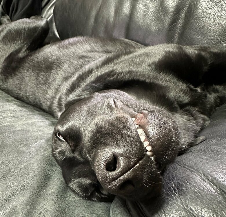 だが時にはすごい顔を見せることも…　爆睡中のぽこちゃん