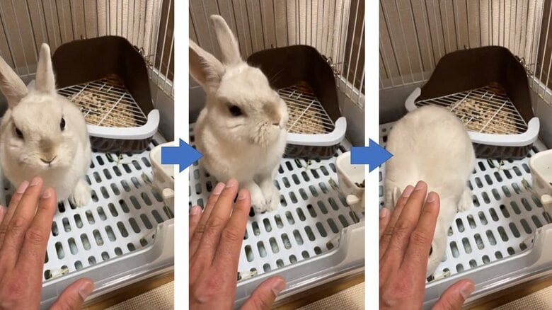 わたちゃんの待て　どこか落ち着きがない