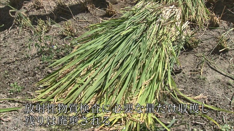 無事に収穫されたコメ