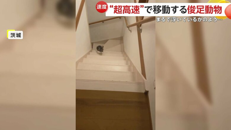 百戦錬磨の走りを見せているというチンチラのおはぎくん