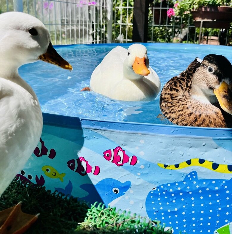 「入らないの？」水浴びする2羽を見つめるウィンウィンちゃん