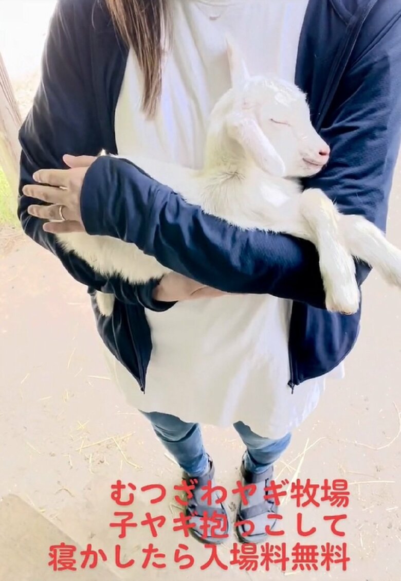 ぐっすりと寝ている（提供：むつざわヤギ牧場）