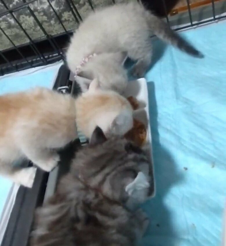 一緒にごはんも食べる