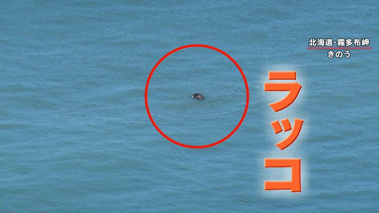 9月18日　霧多布岬に現れたラッコ