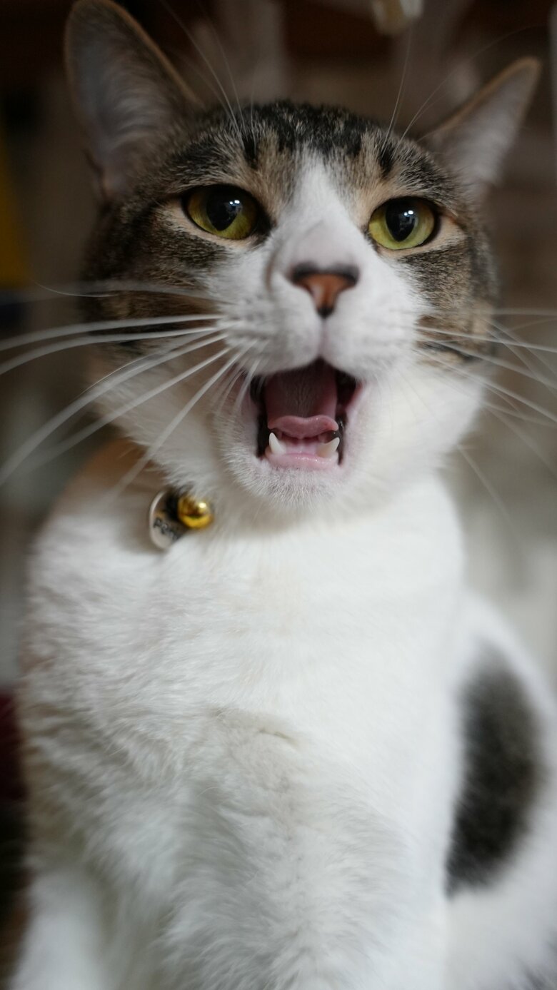 提供：ゆに＆メッシさん