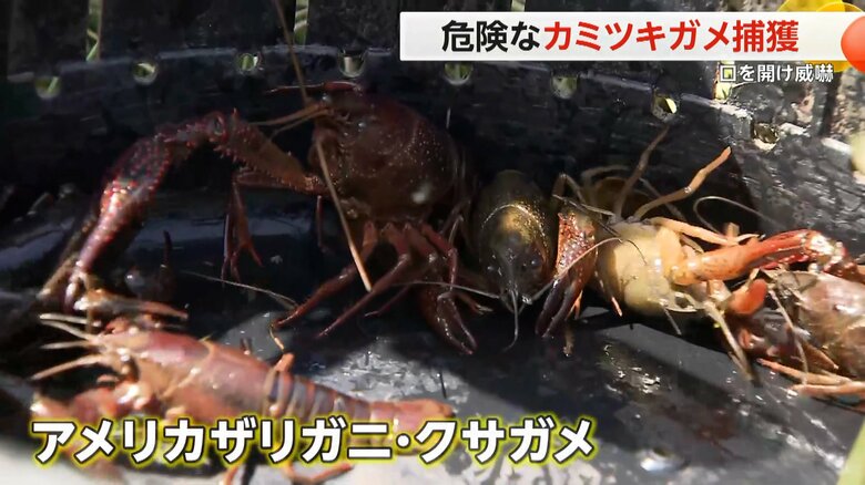 「カミツキガメ」の繁殖を防ぐための捕獲作戦のワナにかかっていたアメリカザリガニ