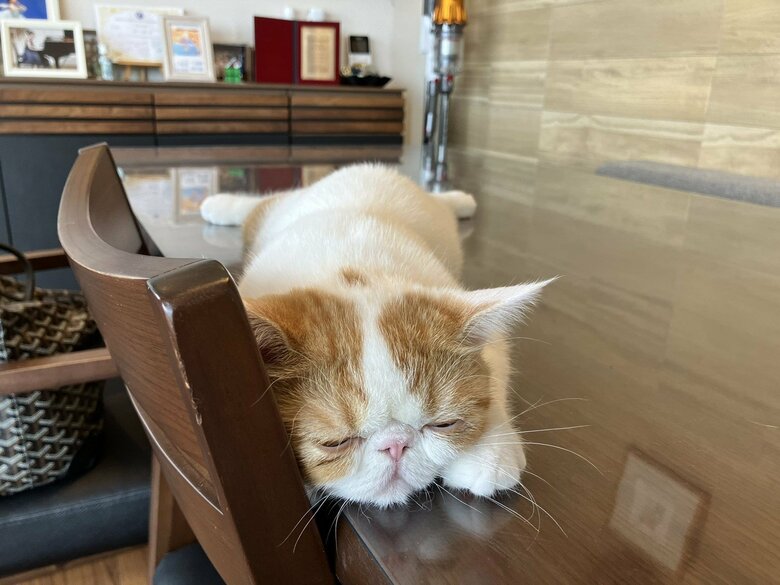 画像提供：エキゾのきなこさん。