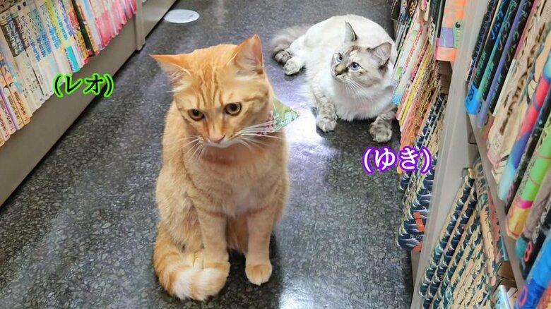 店での様子。本棚の間でまったりしている