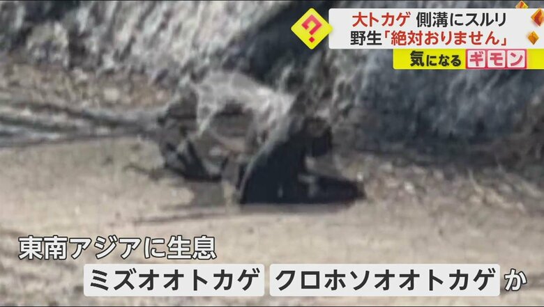 人を襲うようなことはないという