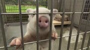 “落とし物”子ブタ「トントン」新天地へ　警察で保護、新たな飼い主決まる「人を笑顔にするブタがいても…」