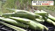 鹿児島・霧島市の棚田で「マコモダケ」が旬　生でも食べられ“アスパラ食感” 【シリーズ・秋の味覚#3】
