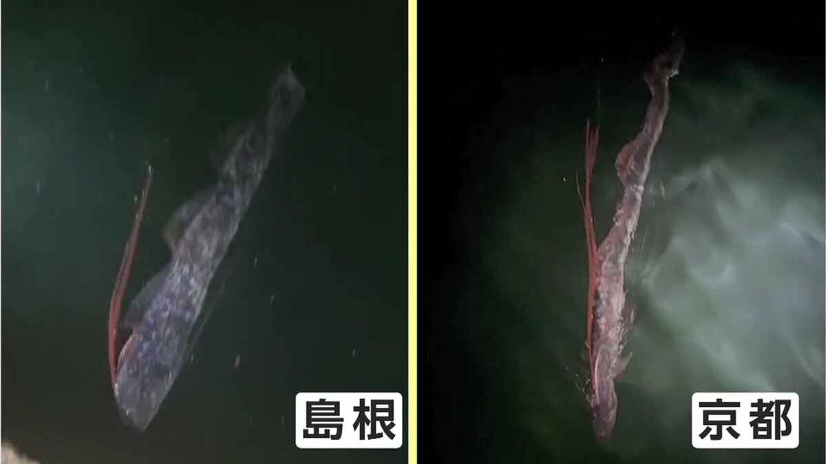 幻の深海魚「リュウグウノツカイ」わずか4日で2度目撃…何が起きている