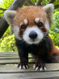 「脱走の女王」西山動物園のレッサーパンダ「ミンファ」天国へ…人間でいえば90歳の大往生　園内に献花台設置　福井