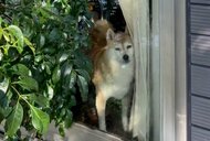 「目の表情が大俳優以上」外にいた飼い主を見つめる柴犬が“この世のお別れ”みたい…「視線が激しい」理由を聞いた