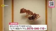 【猛毒の特定外来生物】石狩湾新港で「アカカミアリ」発見「ヒアリ」に比べ毒性は弱いとされるものの…刺されると激しい痛みとともに、水ぶくれも〈北海道〉