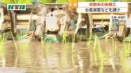 五島市で早期米の田植えが始まる 台風被害を避けるため2カ月早く栽培・収穫へ 