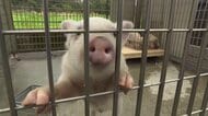 “落とし物”子ブタ「トントン」新天地へ　警察で保護、新たな飼い主決まる「人を笑顔にするブタがいても…」