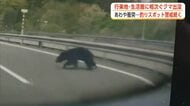 クマの目撃、後絶たず　高速道路走行中の車はあわや衝突　人気の釣りスポットは警戒態勢続く　秋田