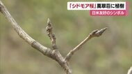 「世界平和、友好親善を願って」日米友好のシンボル「シドモア桜」松山市の萬翠荘に植樹【愛媛】