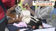 体長も８０～９０センチほどに順調に成長中…まんのう町で誕生「コウノトリ」３羽に足環を取り付け【香川】