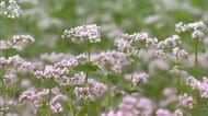 真庭市の蒜山高原で”秋の訪れ”を告げるソバの花が見頃　白い花が揺れ始め…少しずつ実りの秋へ【岡山】