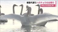 福島・猪苗代湖　ハクチョウの北帰行はじまる「元気で旅立ってね」　平年より20日ほど早い春の訪れ