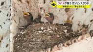 500羽のヒナが巣立ったガソリンスタンド 「幸せが訪れる」ツバメが集う場に感謝状【鹿児島発】