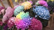 宝石のような淡くカラフルな花…SNSでも人気の「染め輪菊」　コロナ禍で葬儀需要なくなり活用法を模索【愛知発】