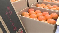 会津地方の秋の味覚「会津みしらず柿」をマレーシアへ 3Lサイズは1個600円以上で販売予定【福島発】