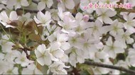 【桜だより】指定文化財「垂木の大スギ」から生えた立派な立派な山桜