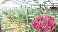 昨夏の猛暑の影響がいまだに…母の日を前にカーネーションに異変　出荷が最盛期を迎えるもつぼみが目立ち生産者も嘆き