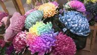 宝石のような淡くカラフルな花…SNSでも人気の「染め輪菊」　コロナ禍で葬儀需要なくなり活用法を模索【愛知発】