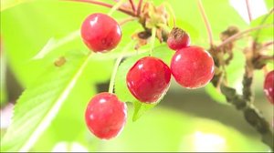 安芸高田市でサクランボの出荷始まる