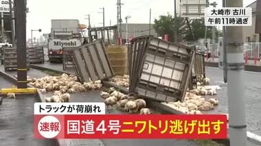 約３０００羽積載か　トラック荷崩れでニワトリ逃げ出す　大崎市の国道４号で交通規制〈…