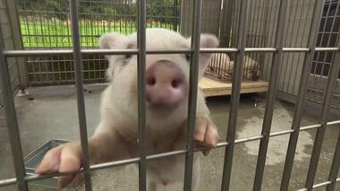 “落とし物”子ブタ「トントン」新天地へ　警察で保護、新たな飼い主決まる「人を笑顔に…