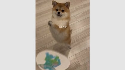 「まねっこ～」飼い主が“うちわ”であおぐと愛犬も“手”をフリフリ…まねをするのが好き？可愛らしい日常を聞いた