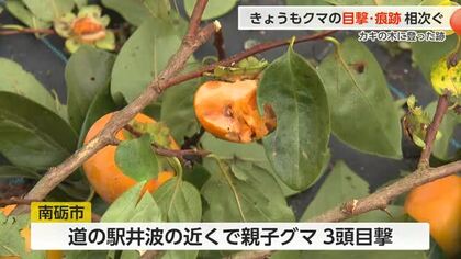 富山県内29日もクマ目撃相次ぐ…クマが柿の木に登った痕跡 南砺市で親子グマ3頭も